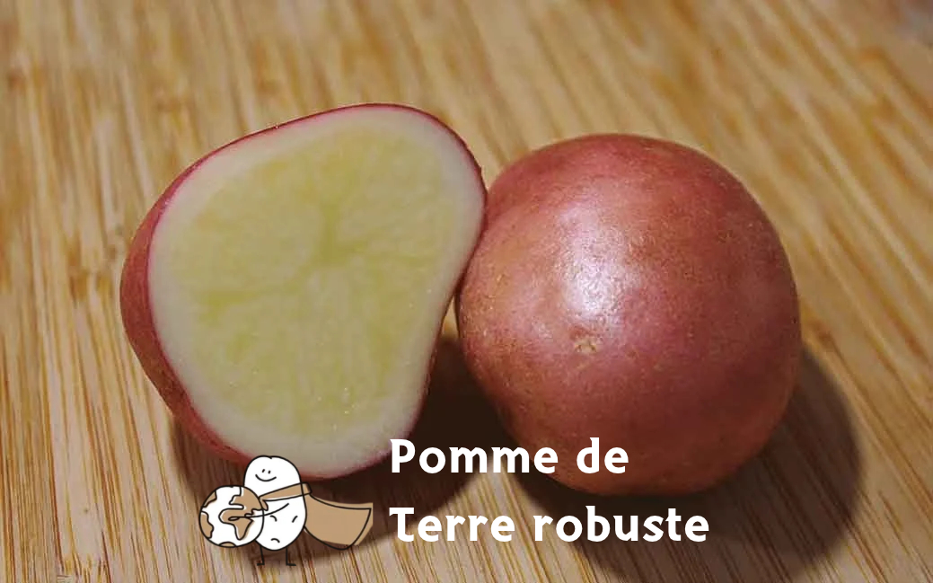 Variete robuste DELILA