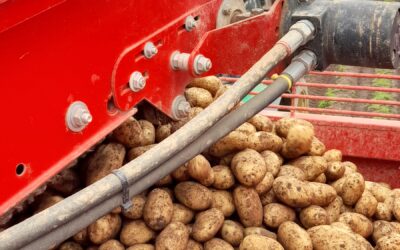 Les plants pour pommes de terre primeurs sont disponibles !